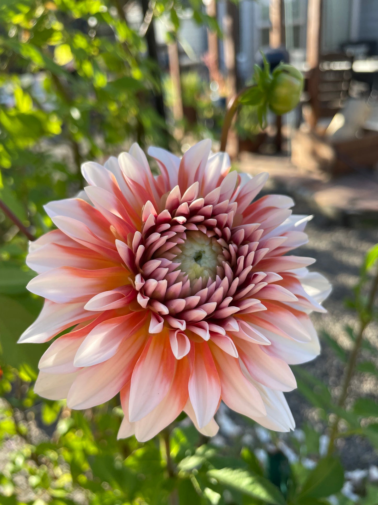 A La Mode Dahlia