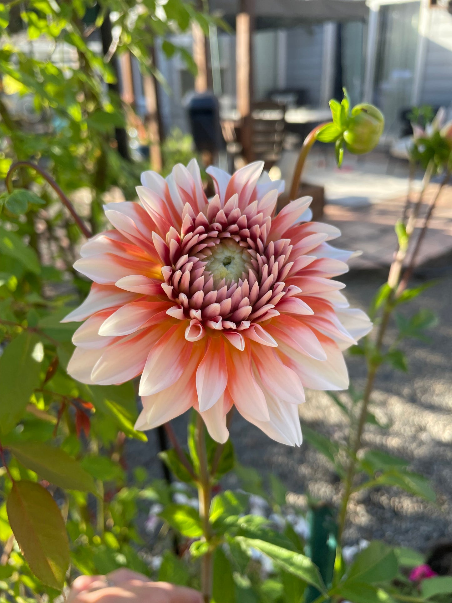 A La Mode Dahlia