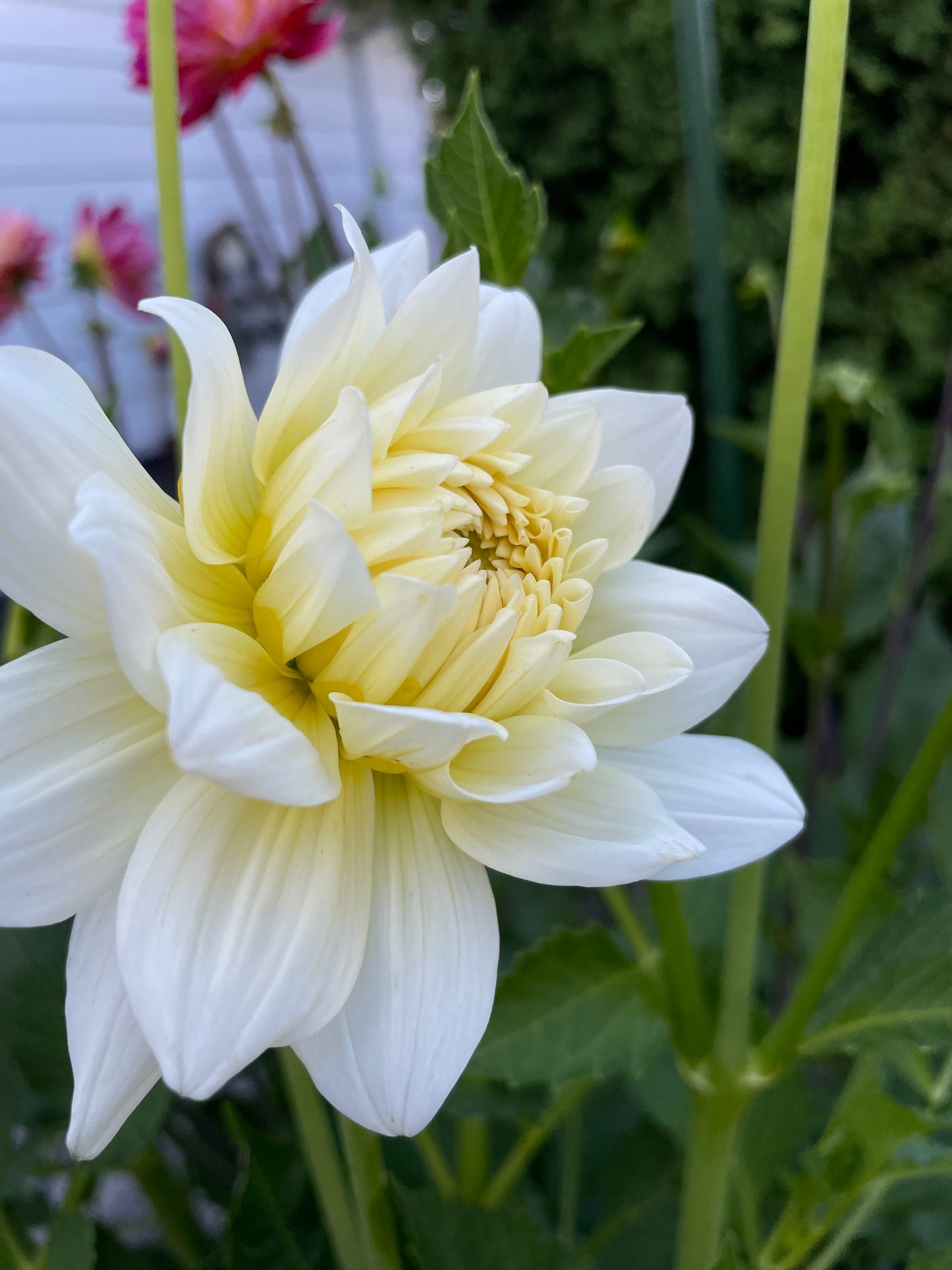 Bride to Be Dahlia Tuber