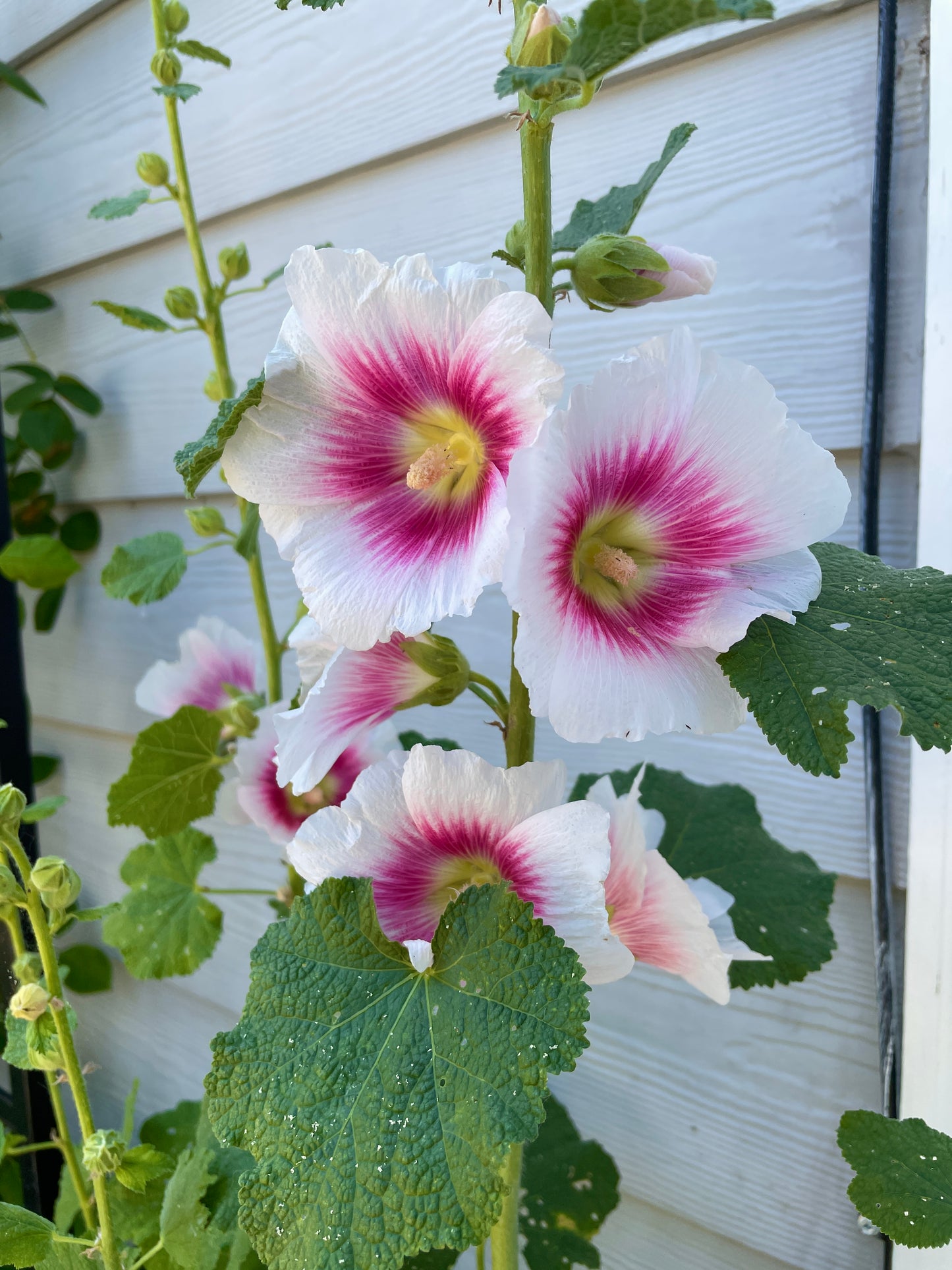 Black Pink Hollyhock mix
