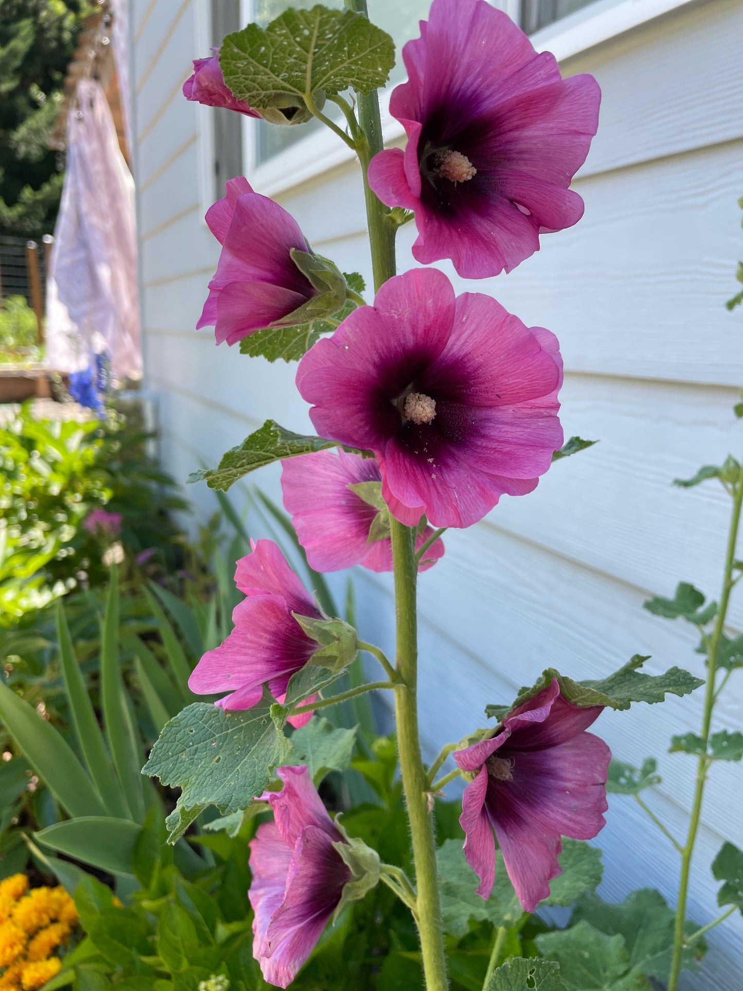 Black Pink Hollyhock mix