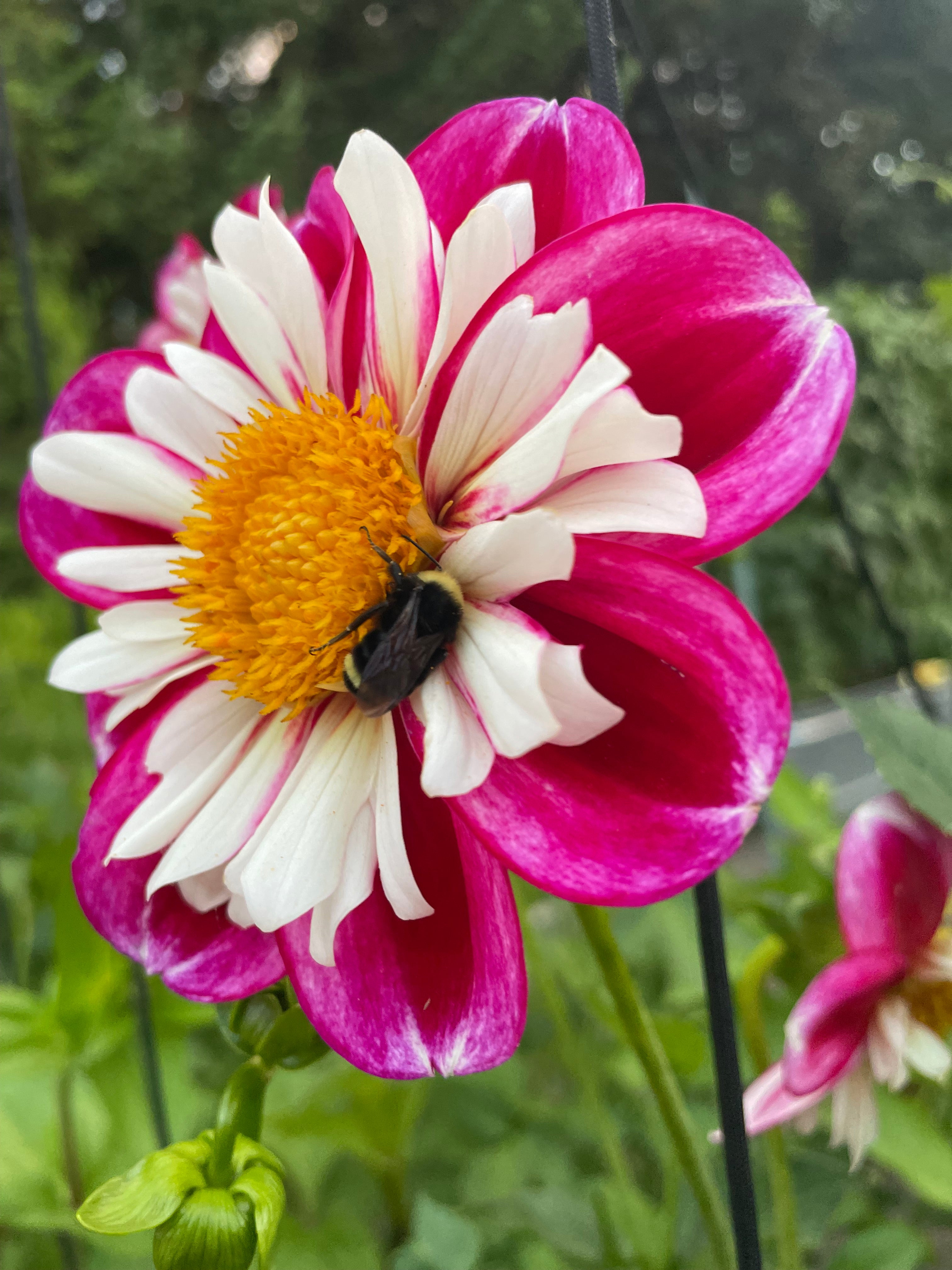 Bumble Rumble Tuber – Golden Willow Seeds & Sundries