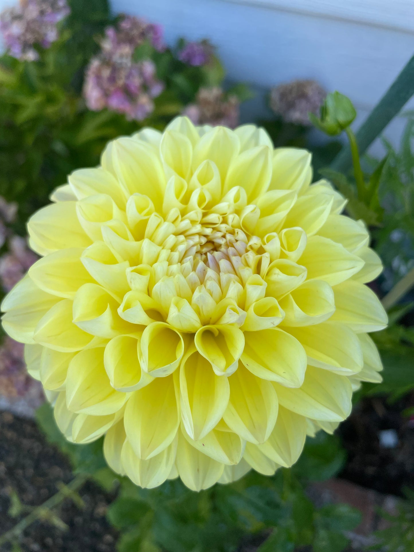 Honeydew Dahlia Tuber