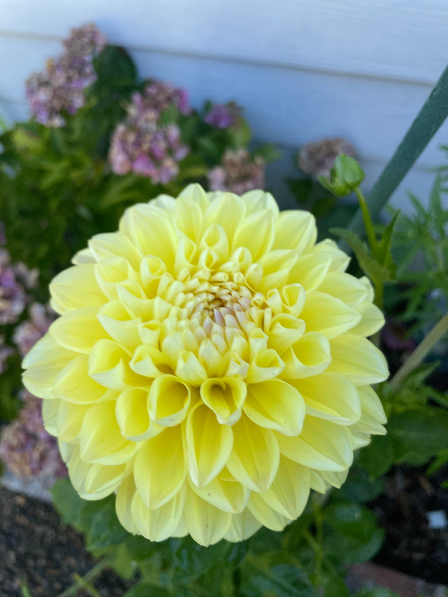 Honeydew Dahlia Tuber