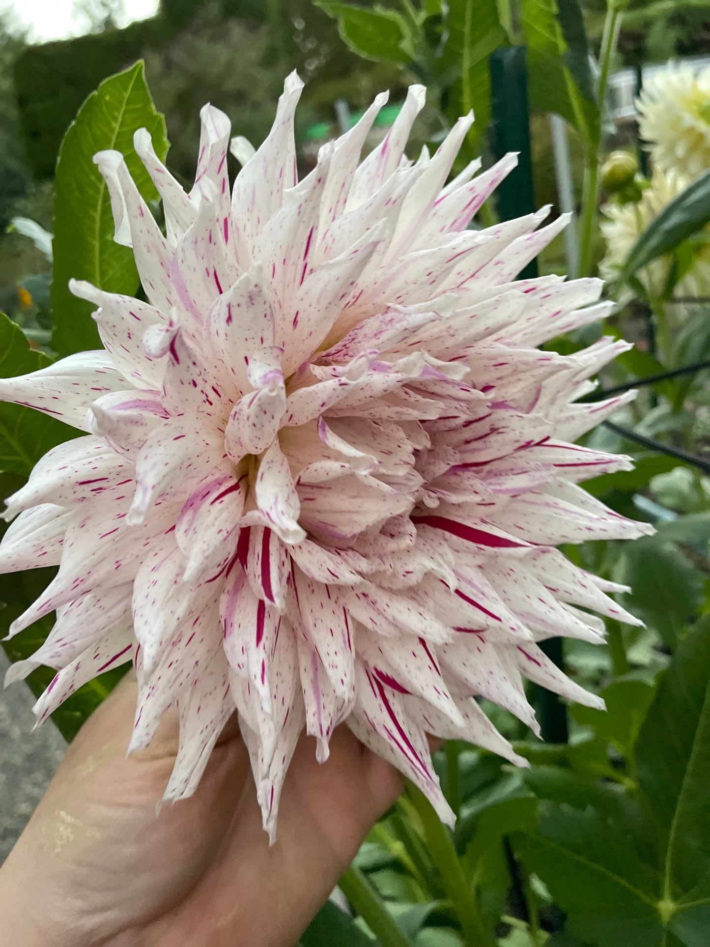 Mick's Peppermint Dahlia Tuber