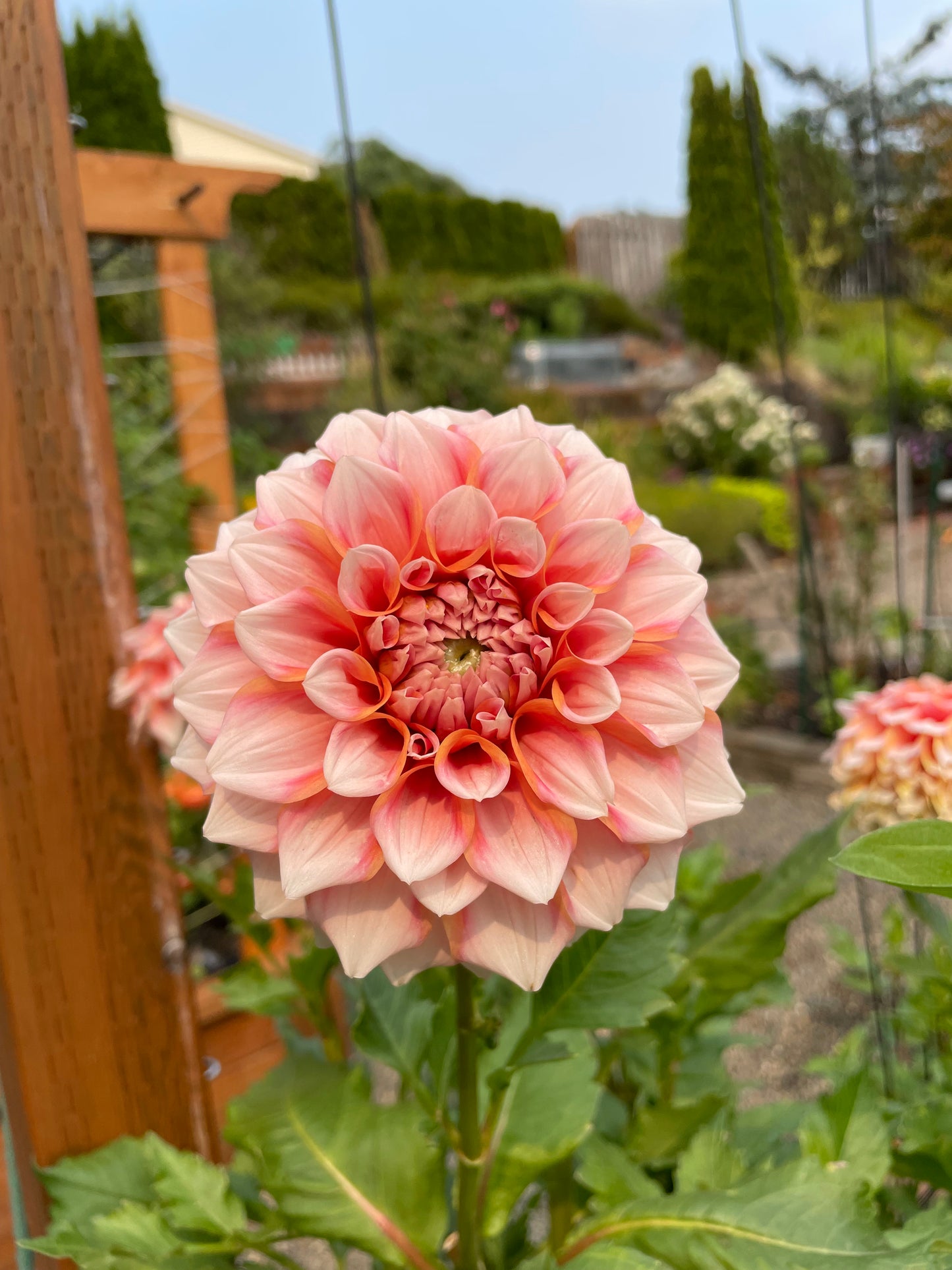 Peaches N Cream Dahlia Tuber