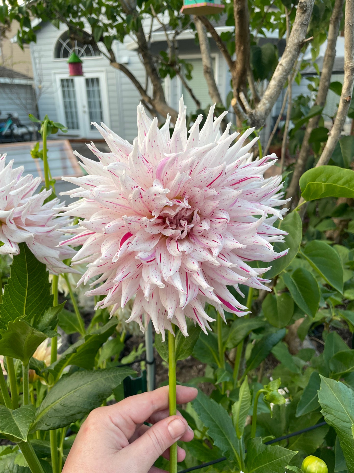 Mick's Peppermint Dahlia Tuber