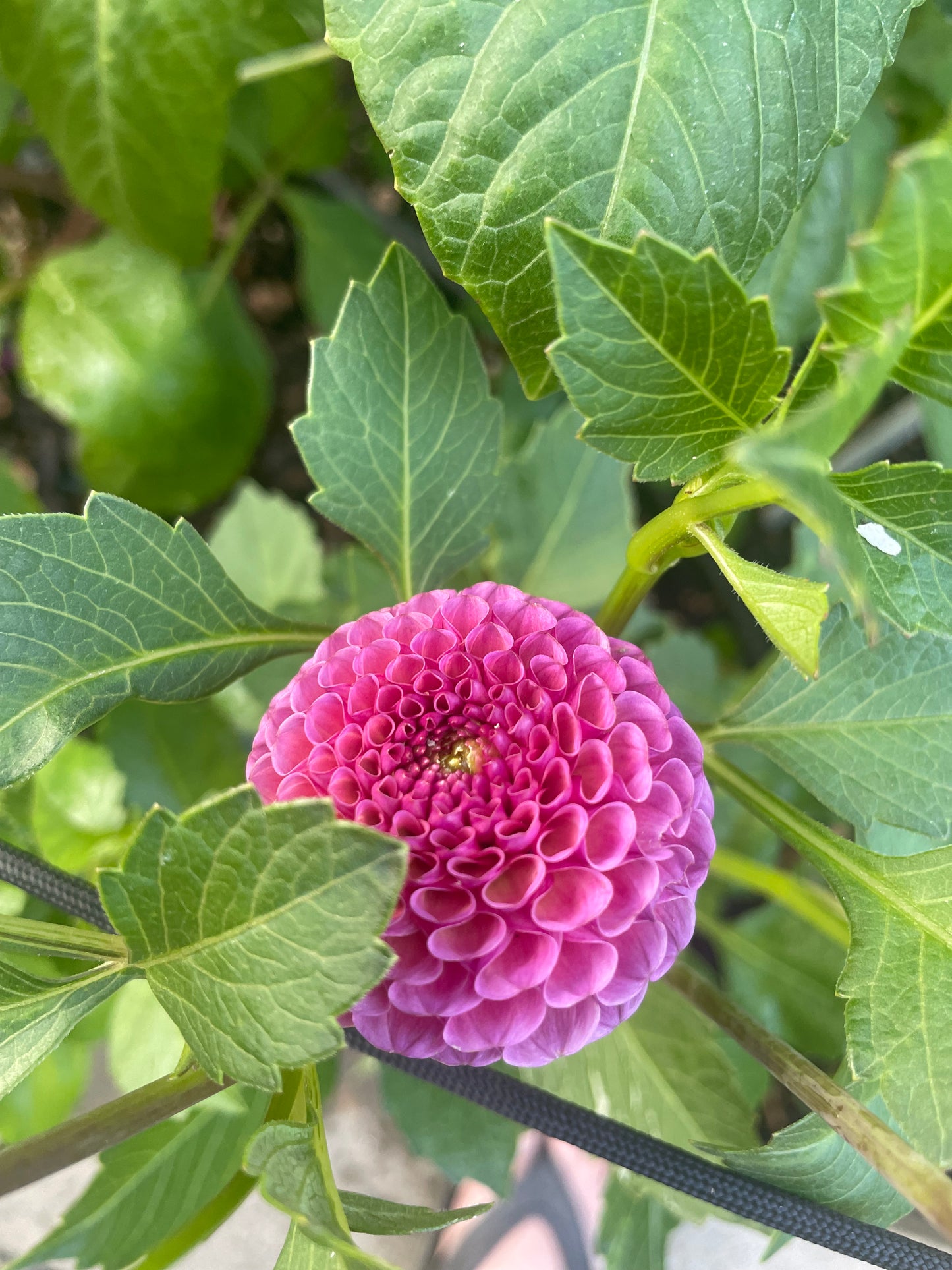 Koko Puff Dahlia Tuber