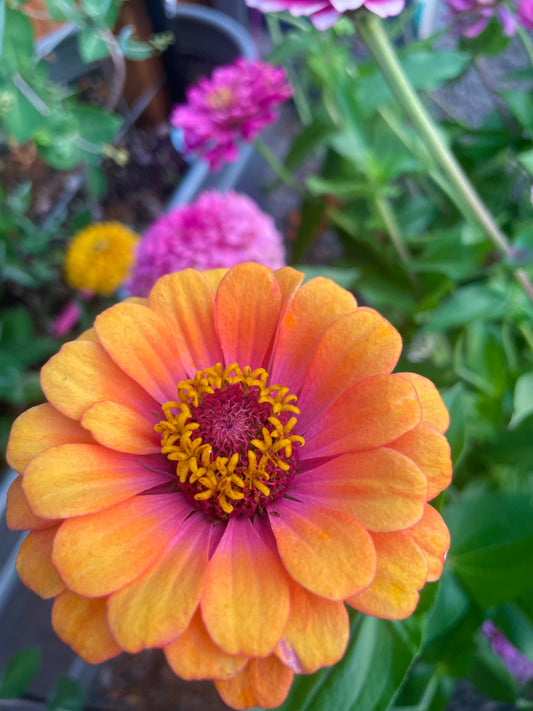 Sherbet Day Dreams Zinnia Mix