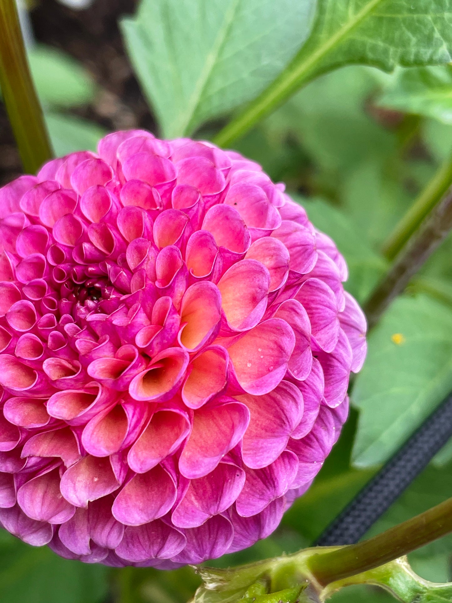 Koko Puff Dahlia Tuber