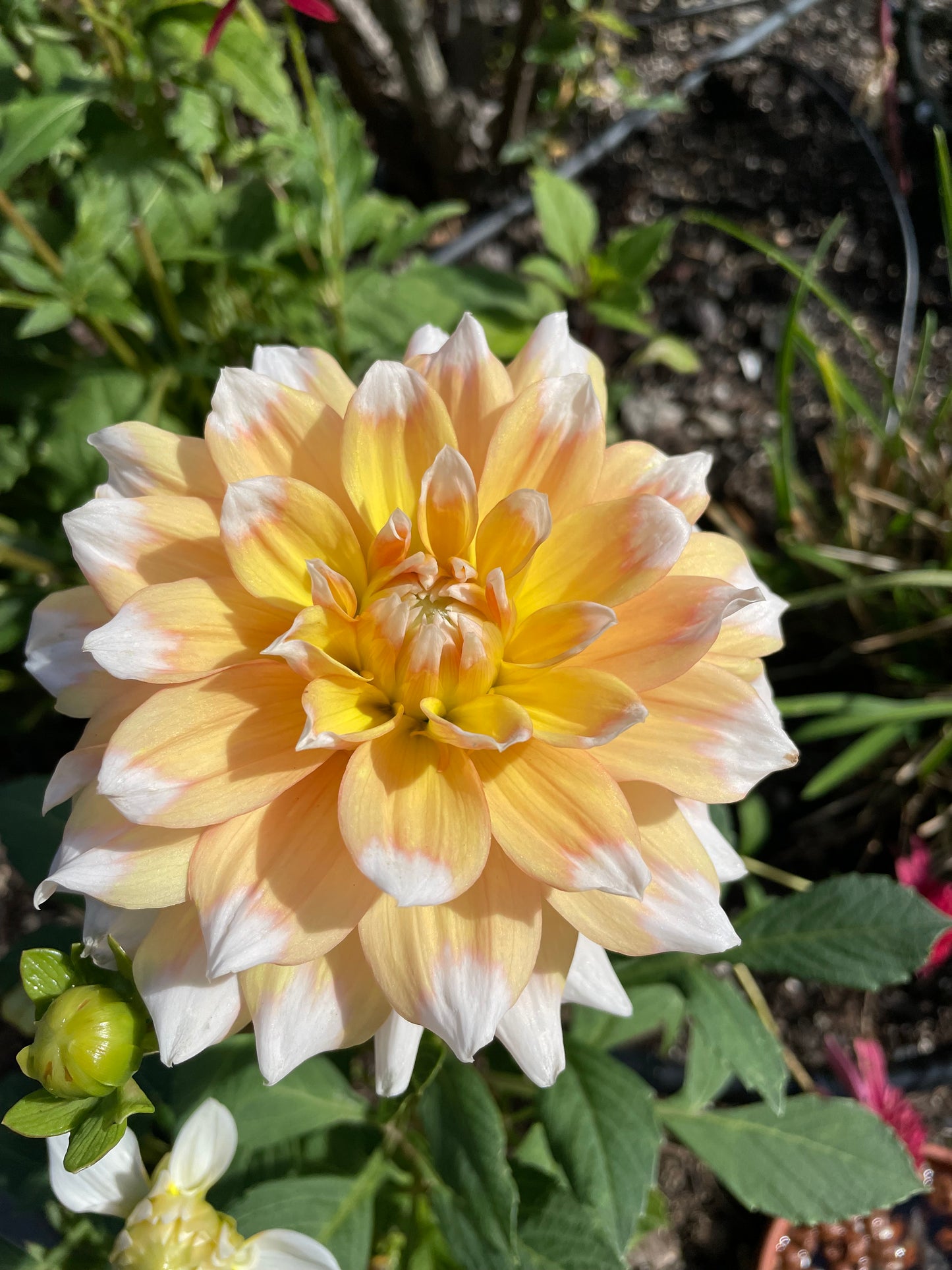 Seattle Dahlia Tuber