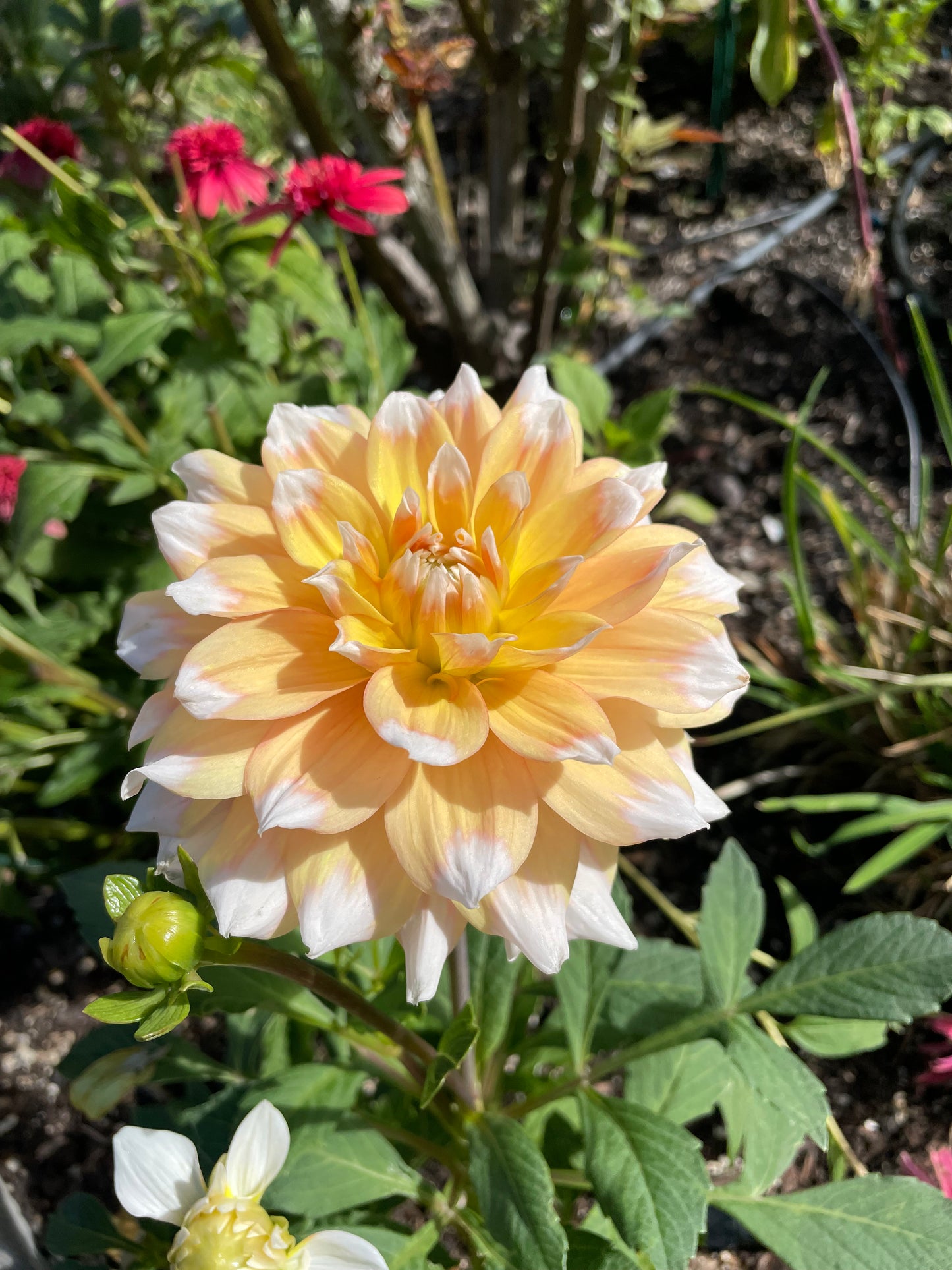 Seattle Dahlia Tuber