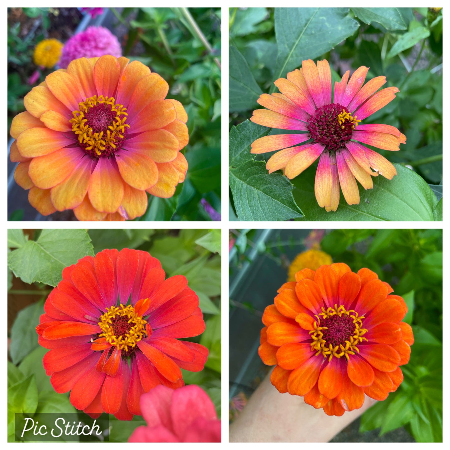 Sherbet Day Dreams Zinnia Mix *Limit One Per Household*