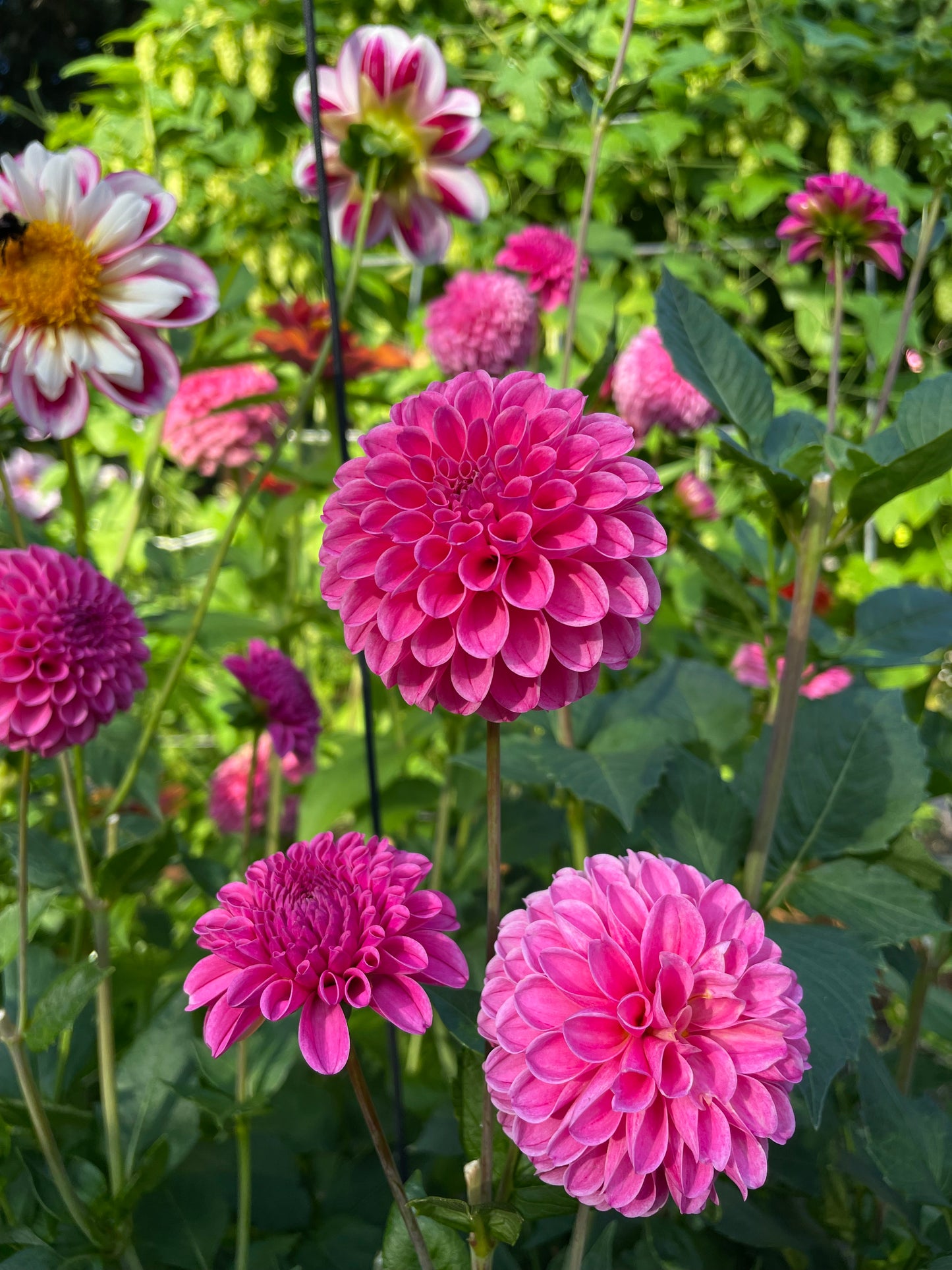 Pink Sylvia Dahlia Tuber