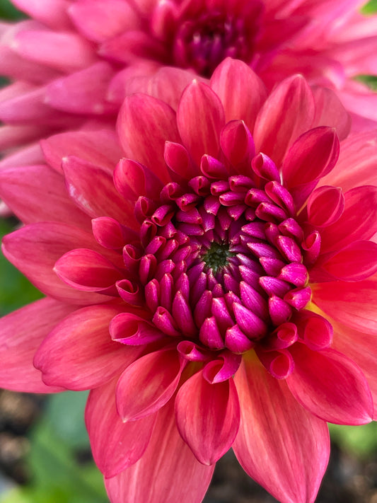 Chewy Dahlia Tuber