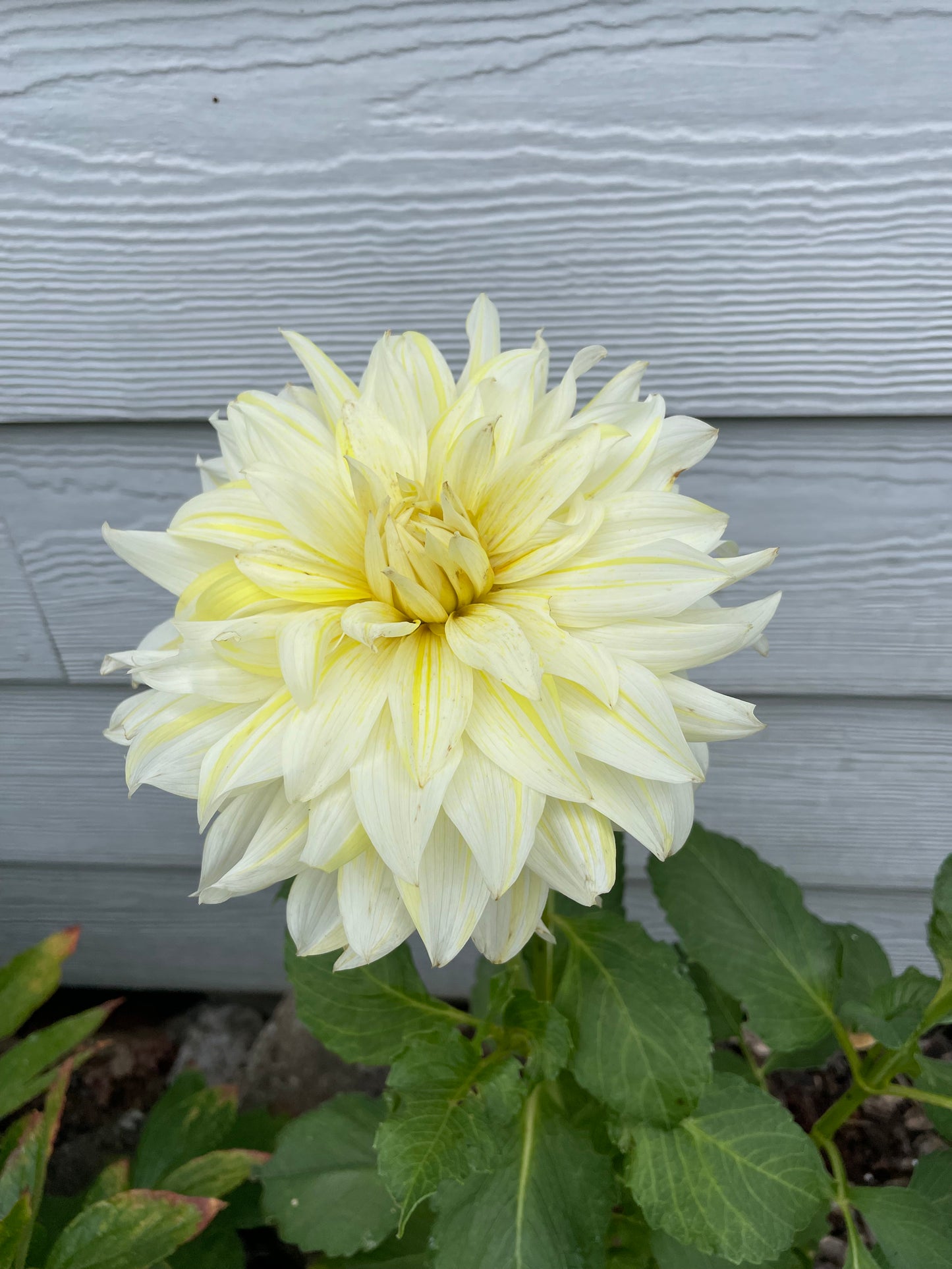 Tapioca Dahlia Tuber