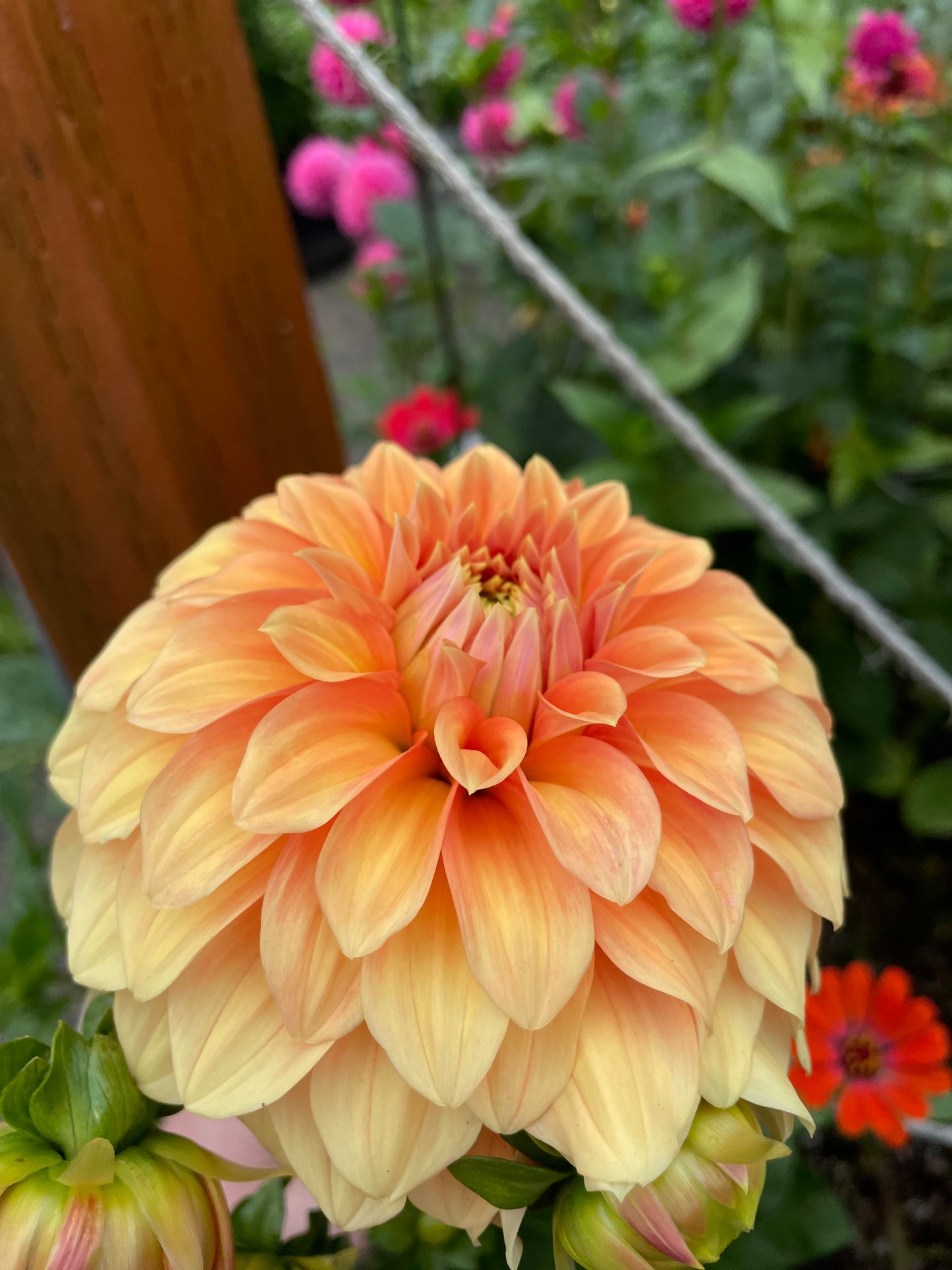 Bracken Palomino Dahlia Tuber