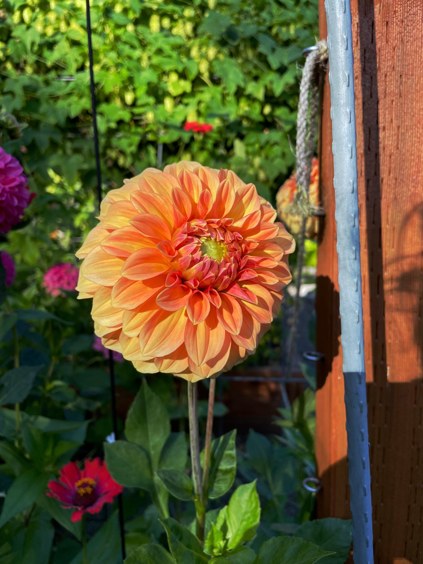 Bracken Palomino Dahlia Tuber