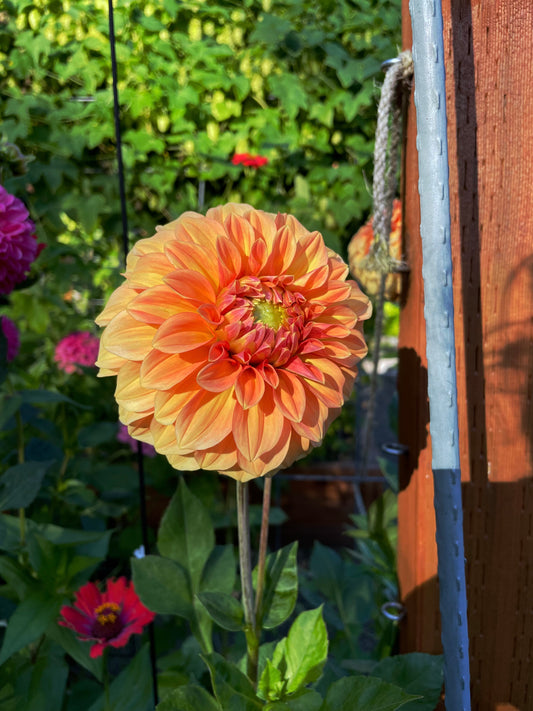 Bracken Palomino Dahlia Tuber