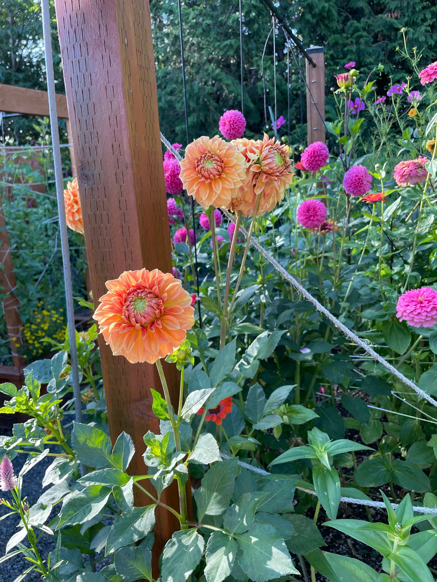 Bracken Palomino Dahlia Tuber