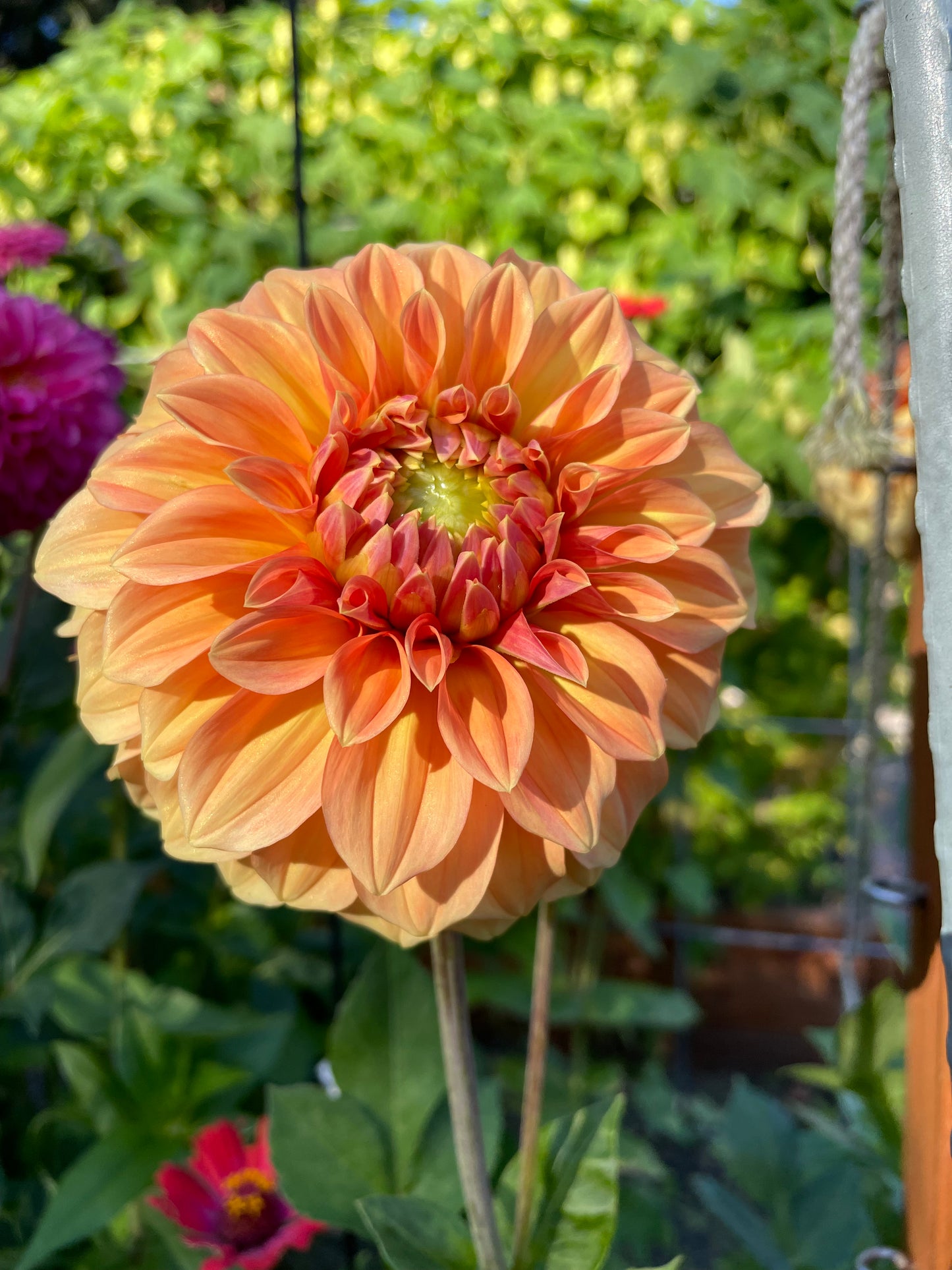 Bracken Palomino Dahlia Tuber