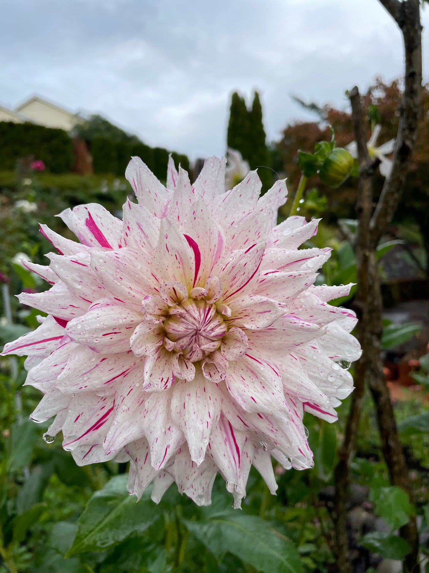 Mick's Peppermint Dahlia Tuber