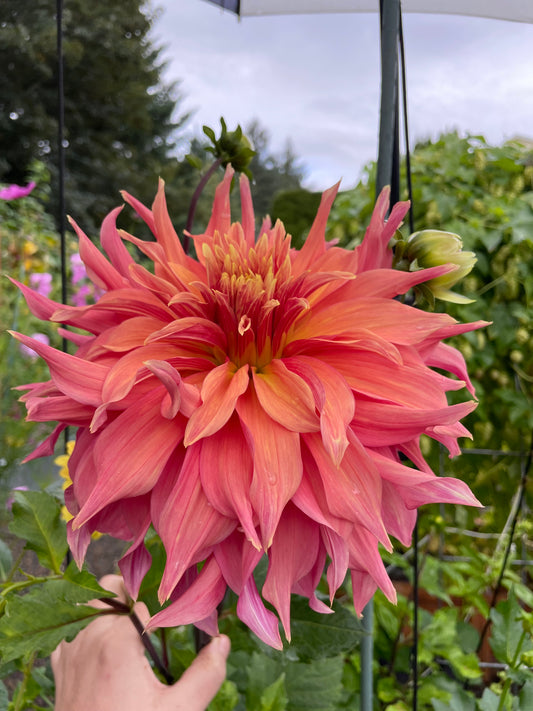 Barbara B Dahlia Tuber