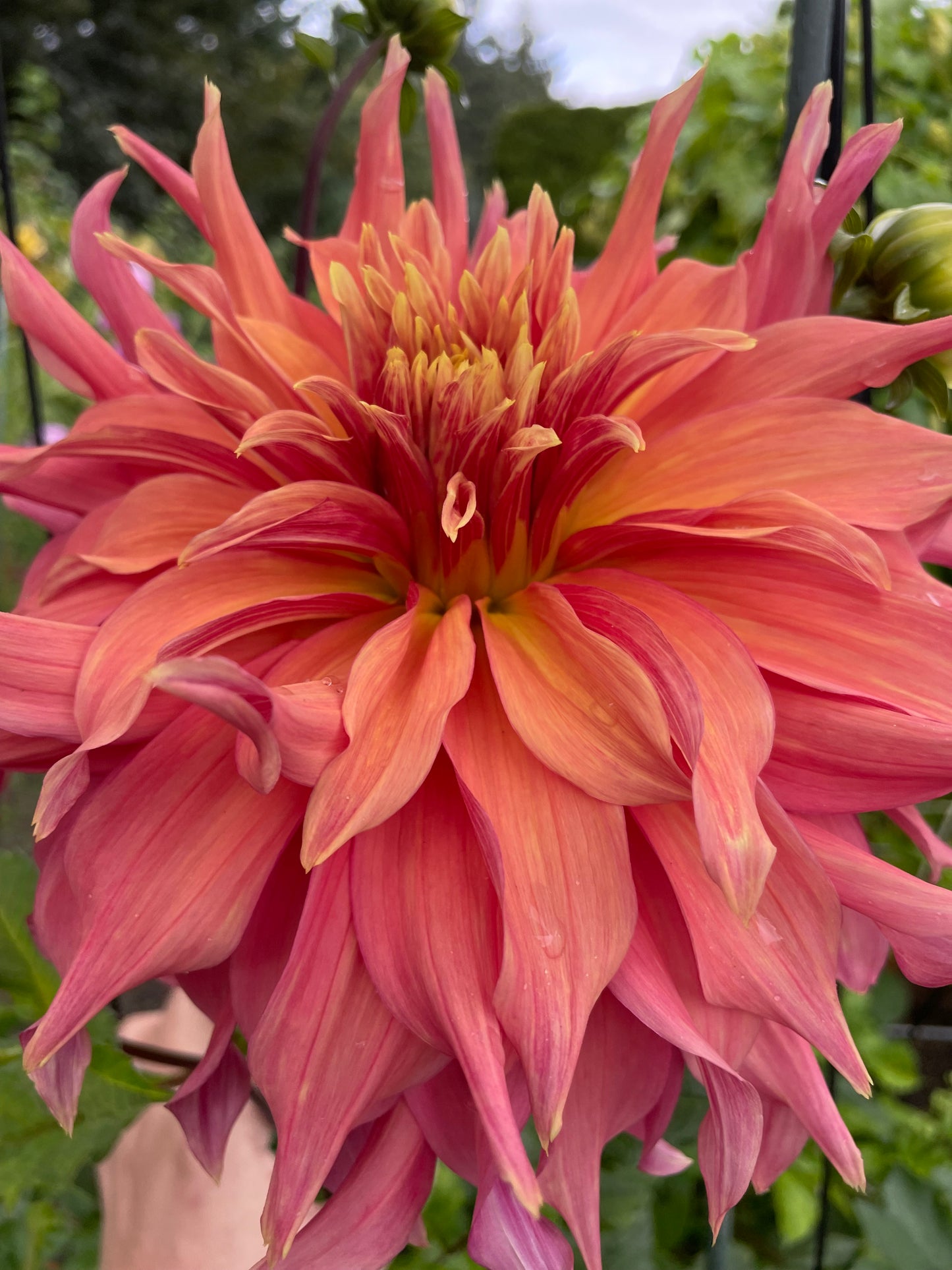 Barbara B Dahlia Tuber