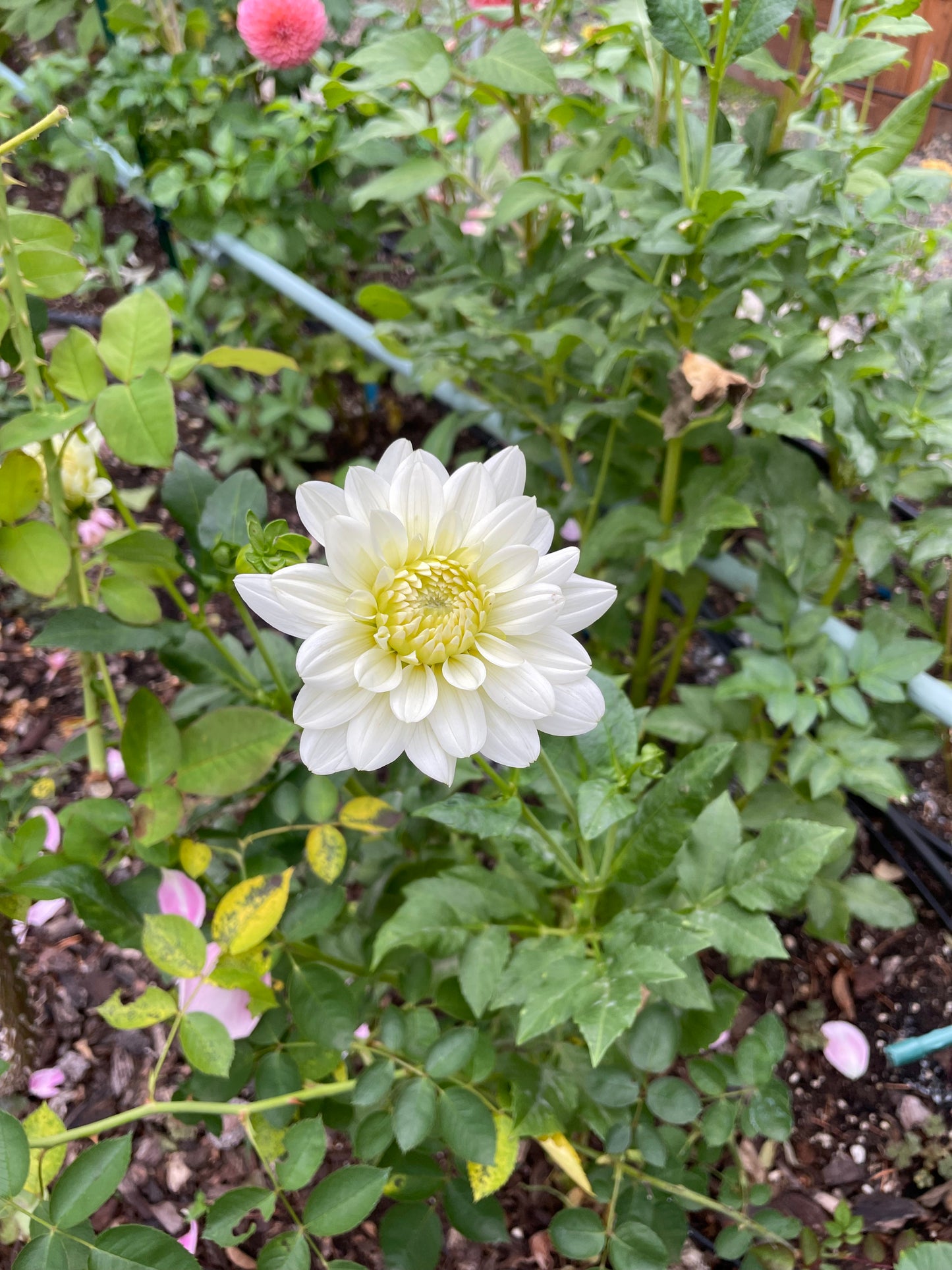 L'Ancresse Dahlia Tuber