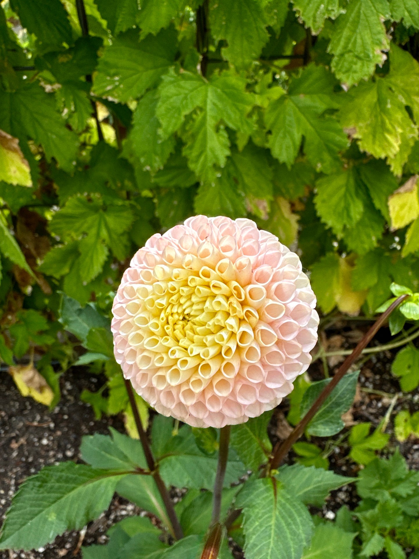 Irish D Porter Dahlia Tuber