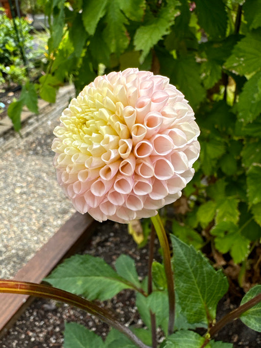 Irish D Porter Dahlia Tuber