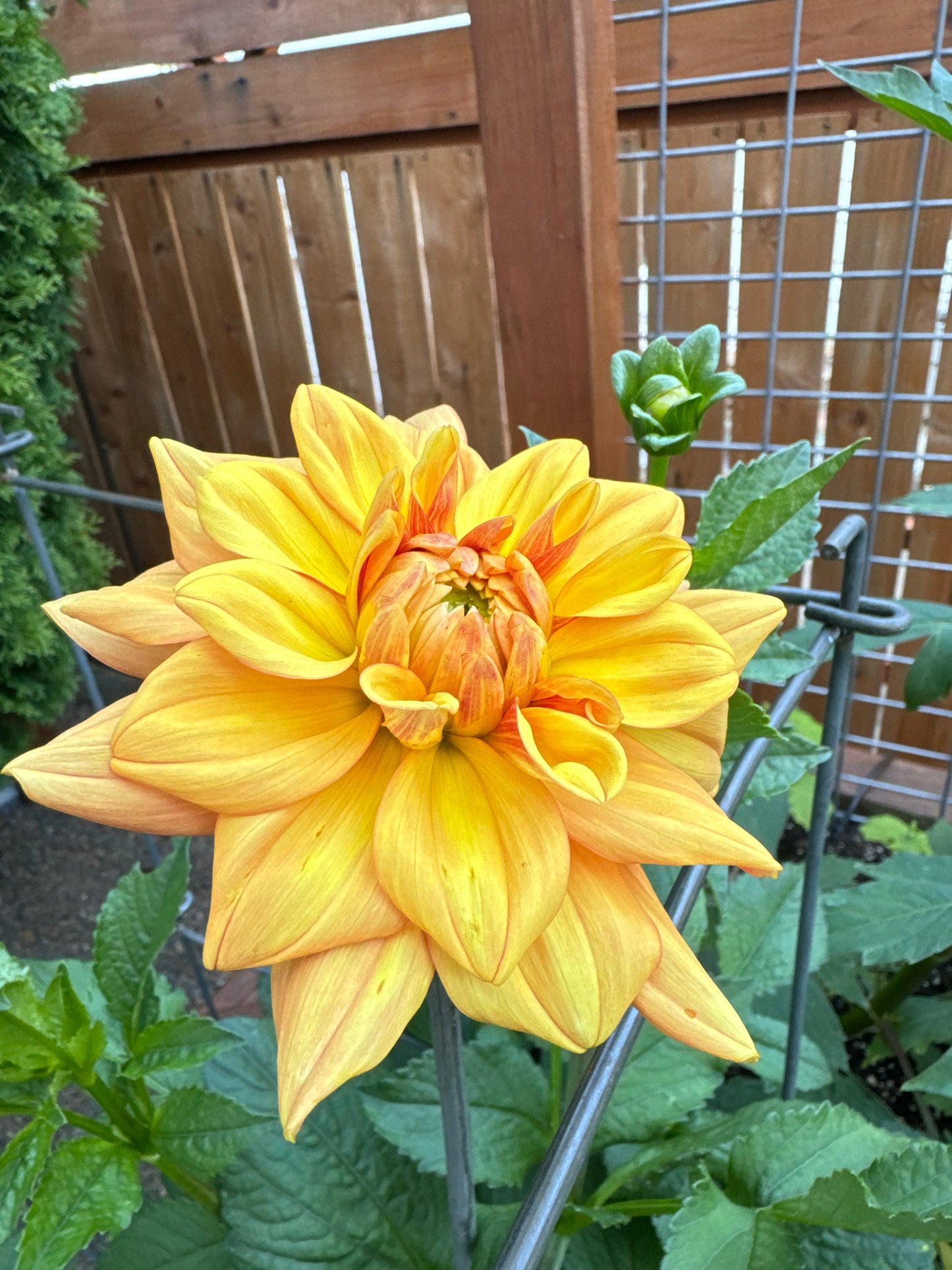 GingerSnap Dahlia Tuber