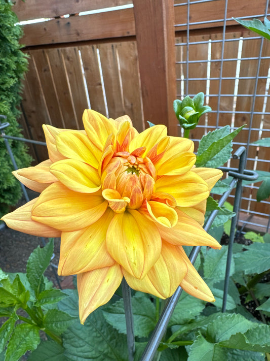 GingerSnap Dahlia Tuber