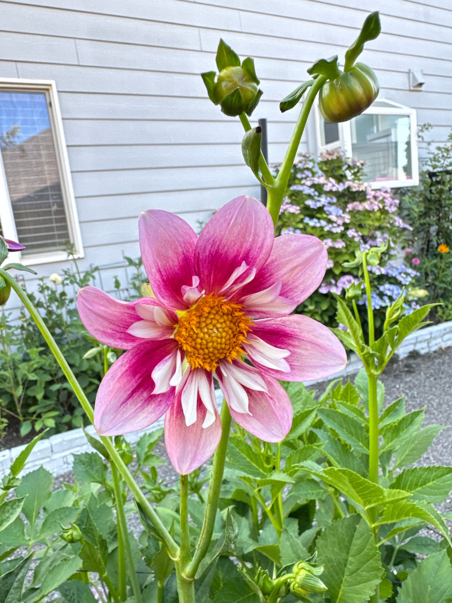 Rhubarb and custard Dahlia Tuber