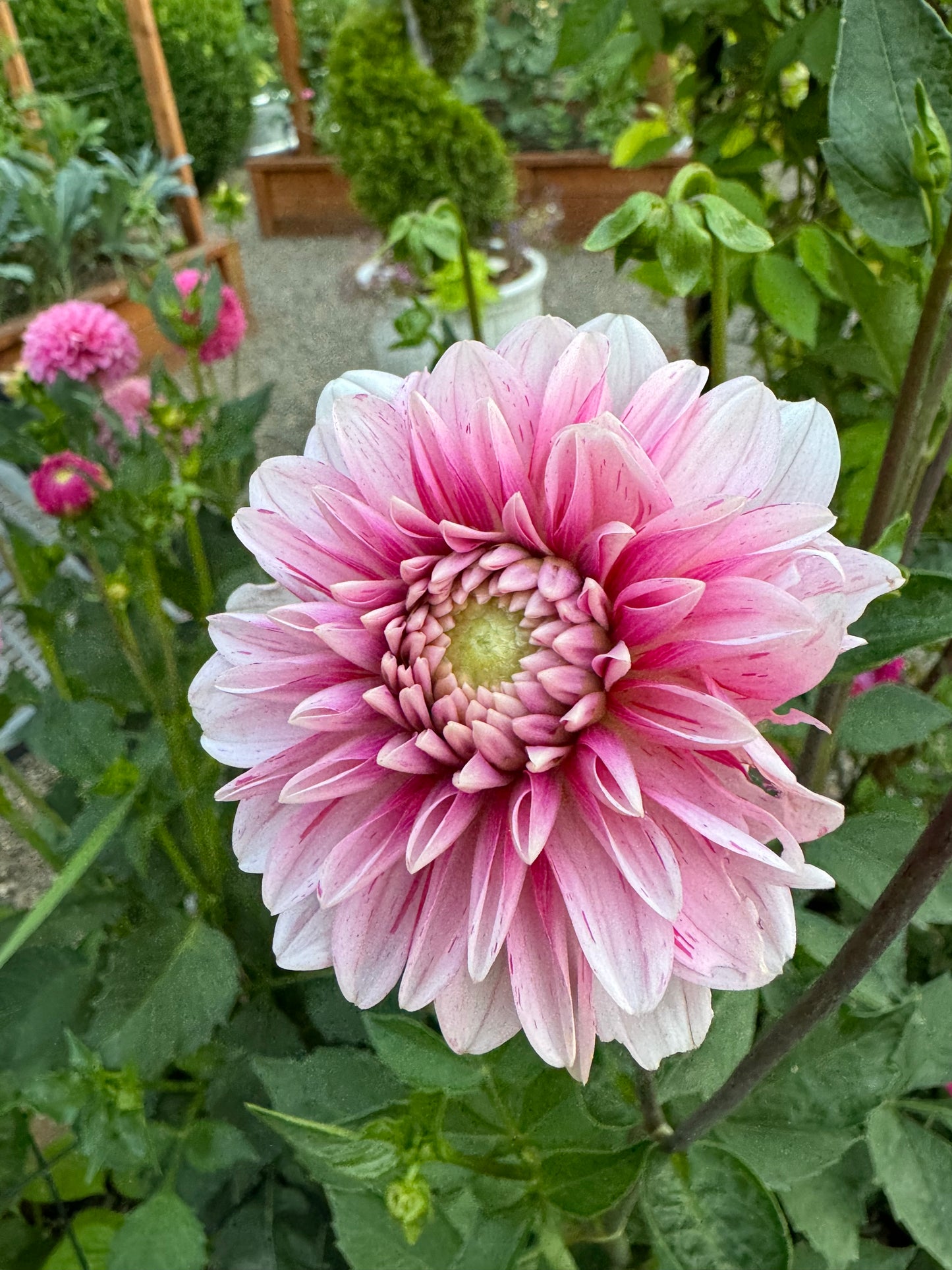 Strawberry Cream Dahlia Tuber