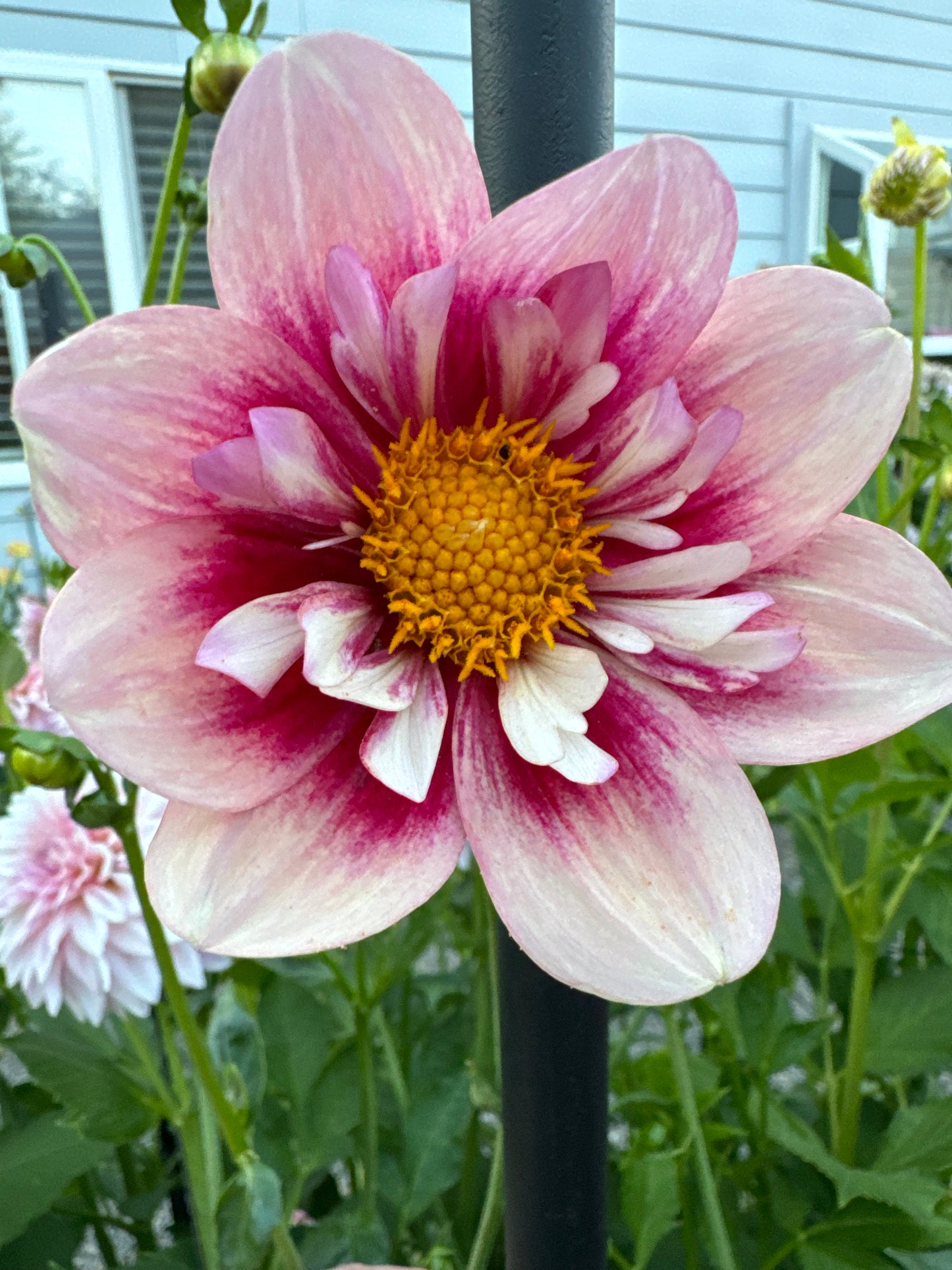 Rhubarb and custard Dahlia Tuber