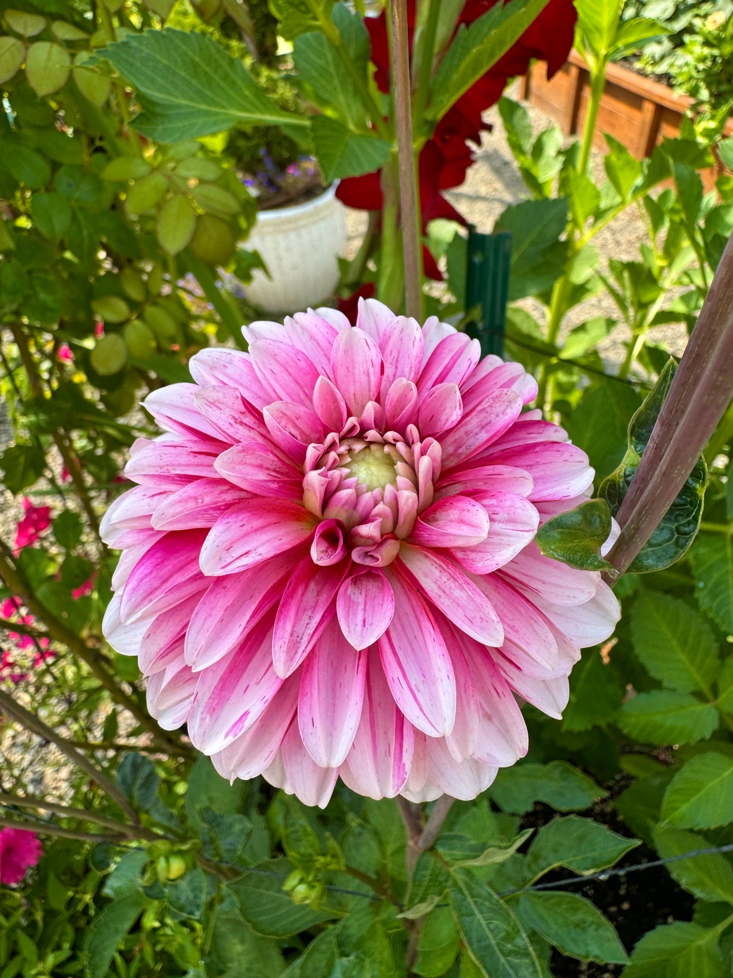 Strawberry Cream Dahlia Tuber