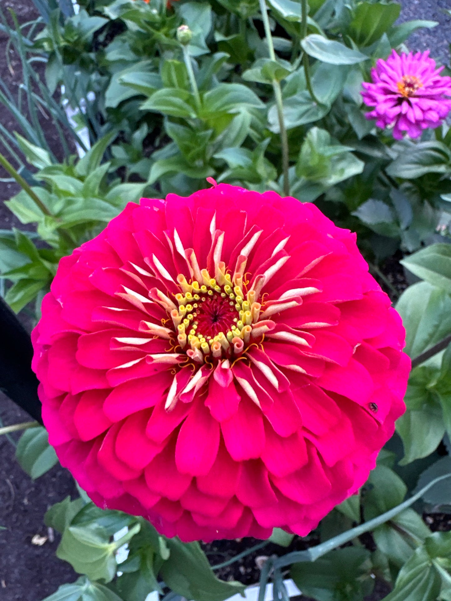 Raspberry Bon Bon Zinnia Seeds