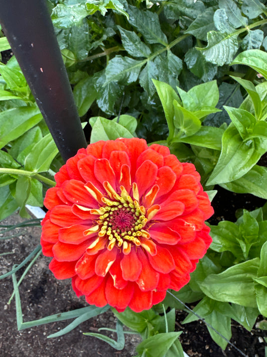 Blazing Sunset Zinnia MIx