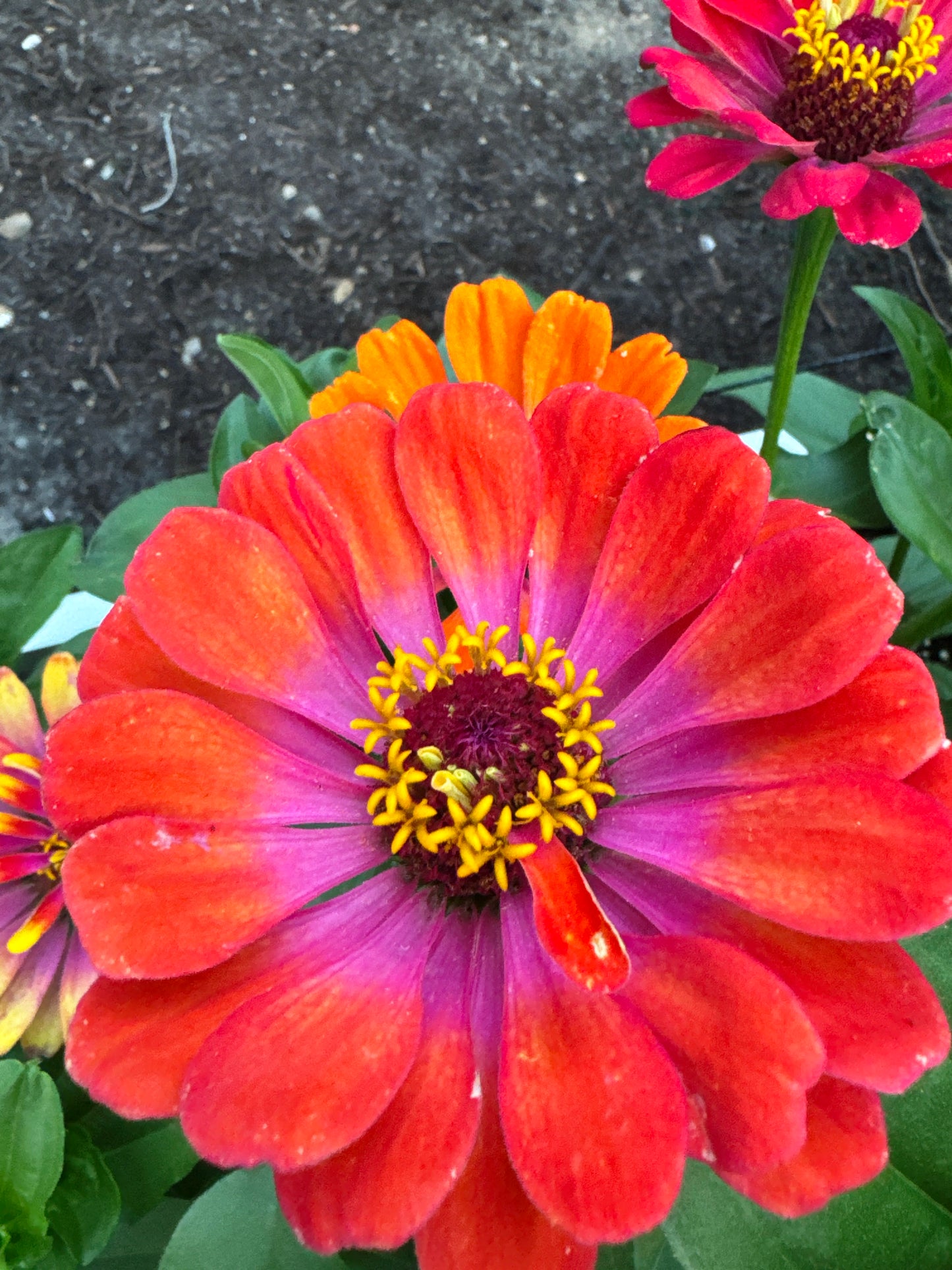 Sherbet Day Dreams Zinnia Mix *Limit One Per Household*