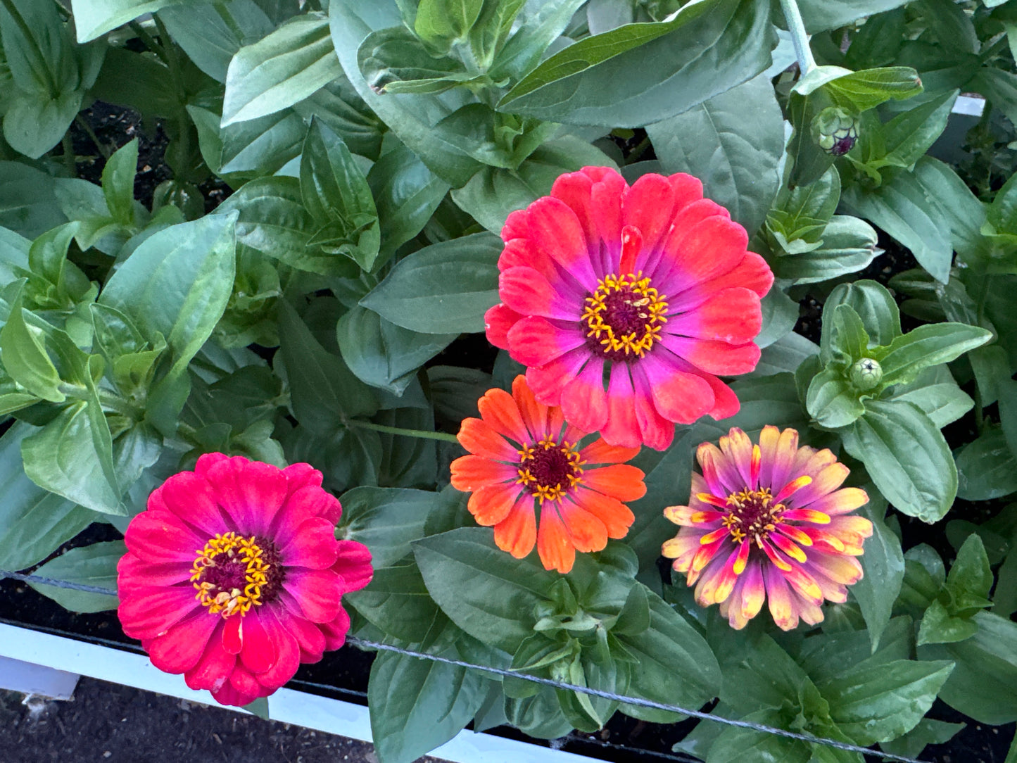 Sherbet Day Dreams Zinnia Mix *Limit One Per Household*
