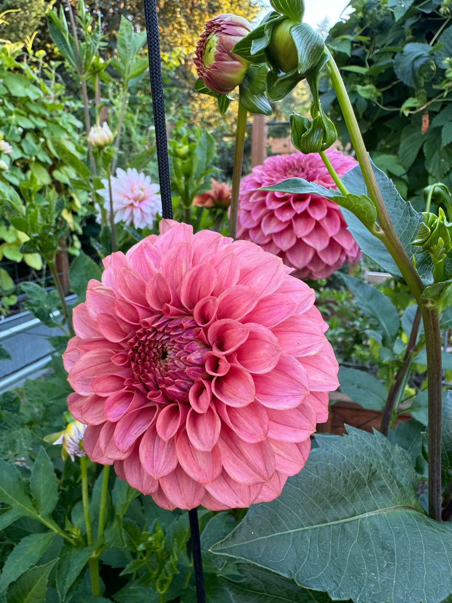 KA Keltie Rose Dahlia Tuber