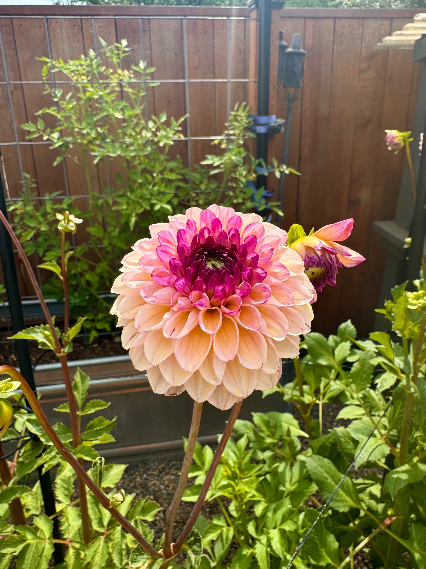 Wine Eyed Jill Dahlia Tuber