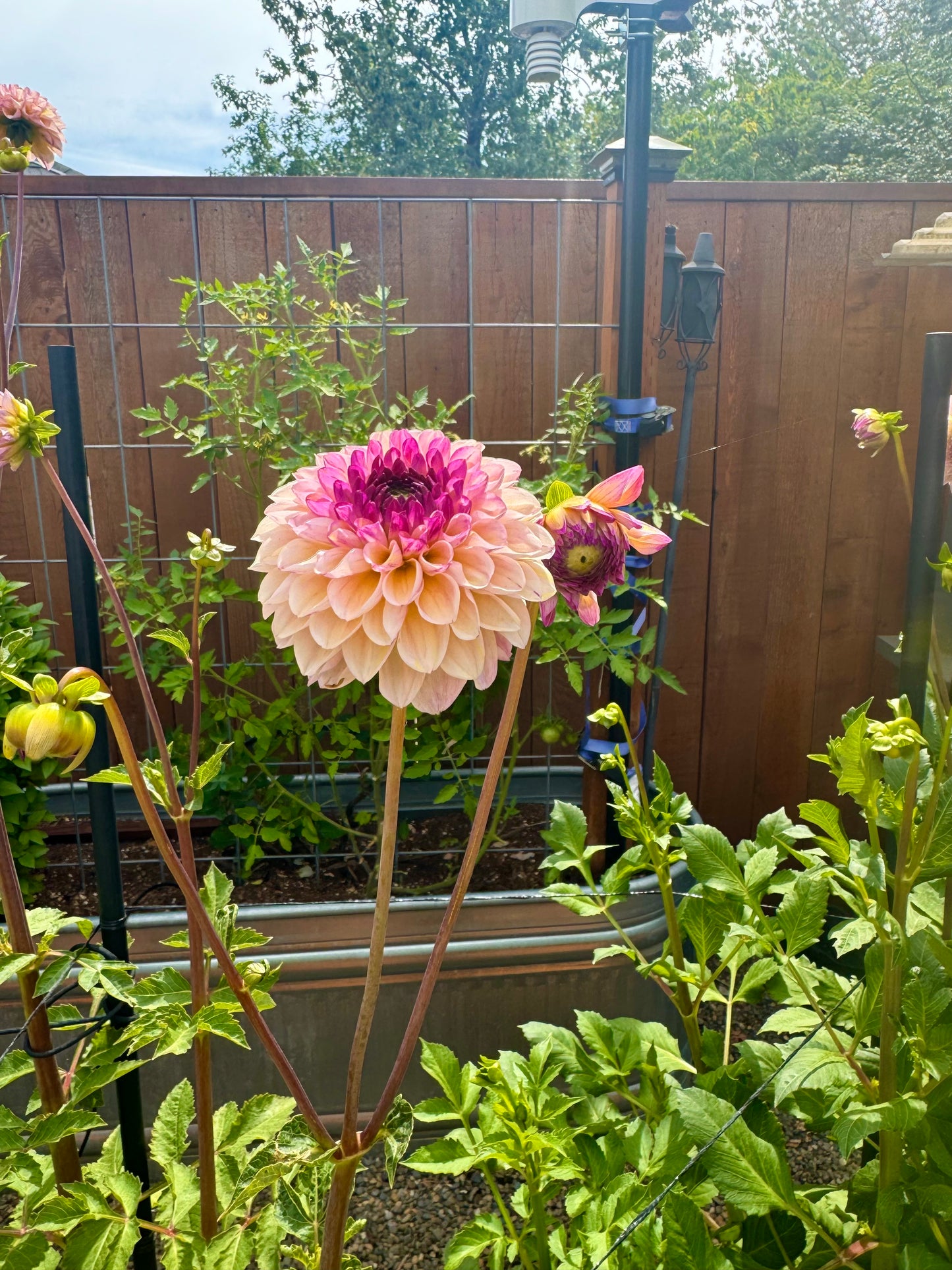 Wine Eyed Jill Dahlia Tuber