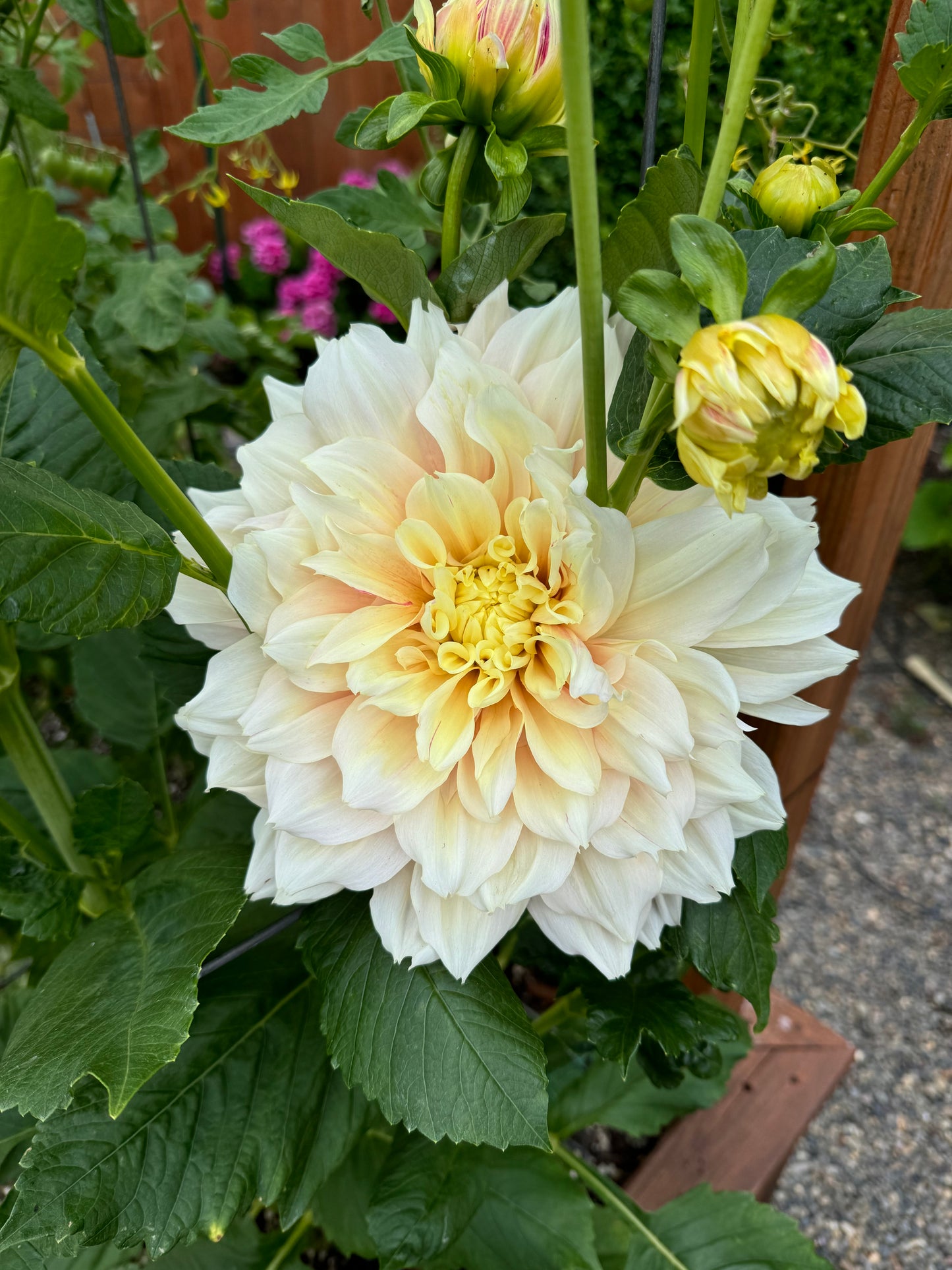 Breakout Dahlia Tuber