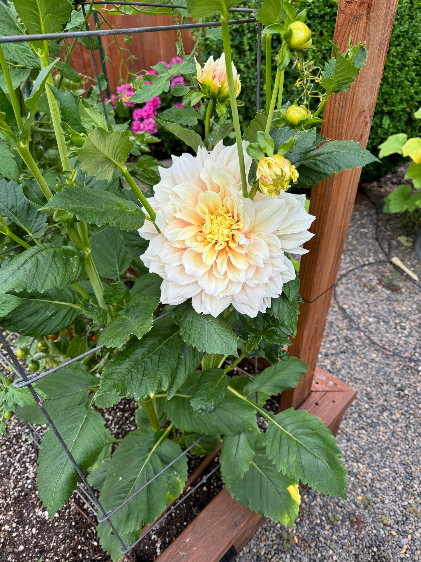 Breakout Dahlia Tuber