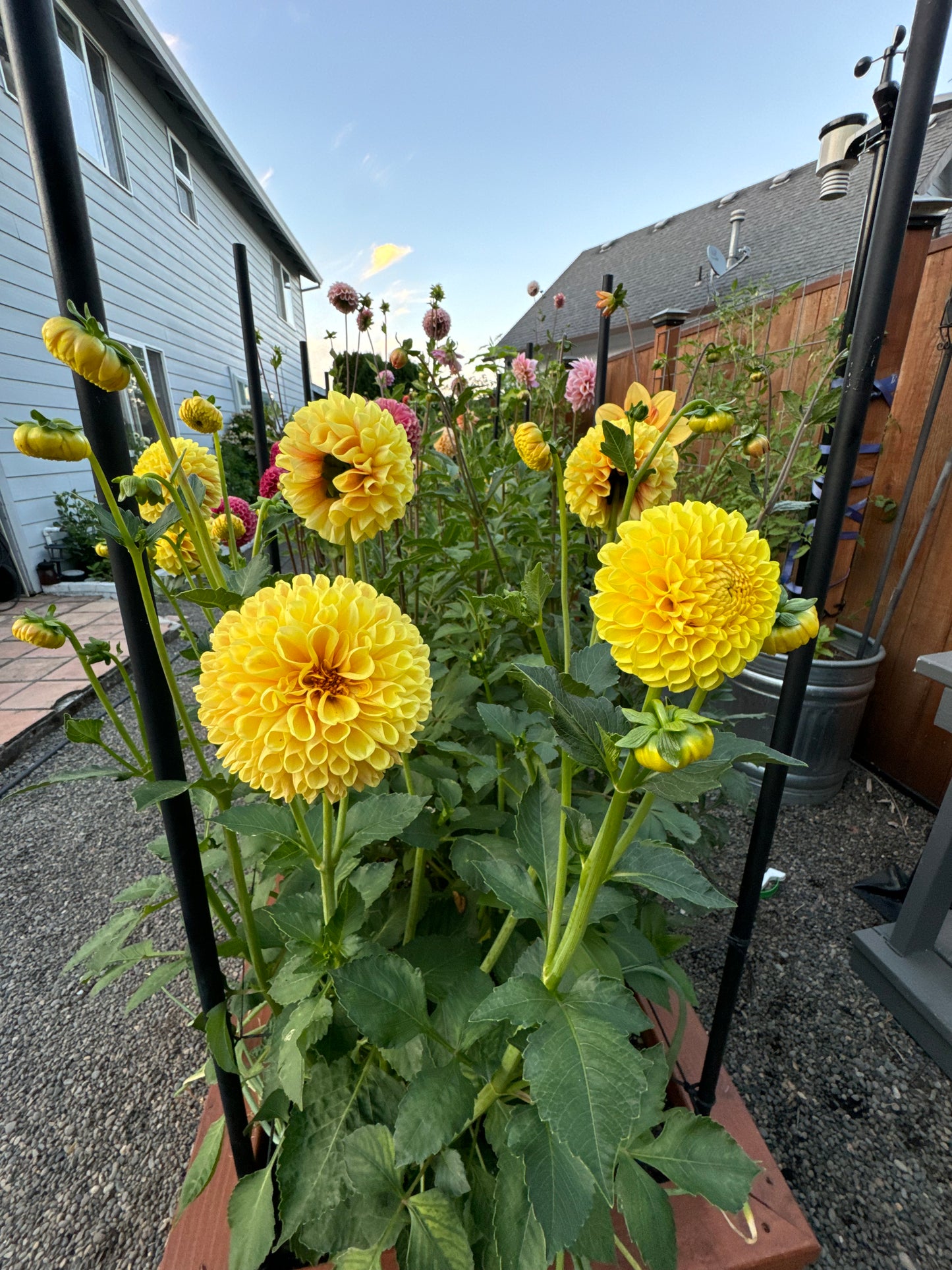 SB Ora Dahlia Tuber