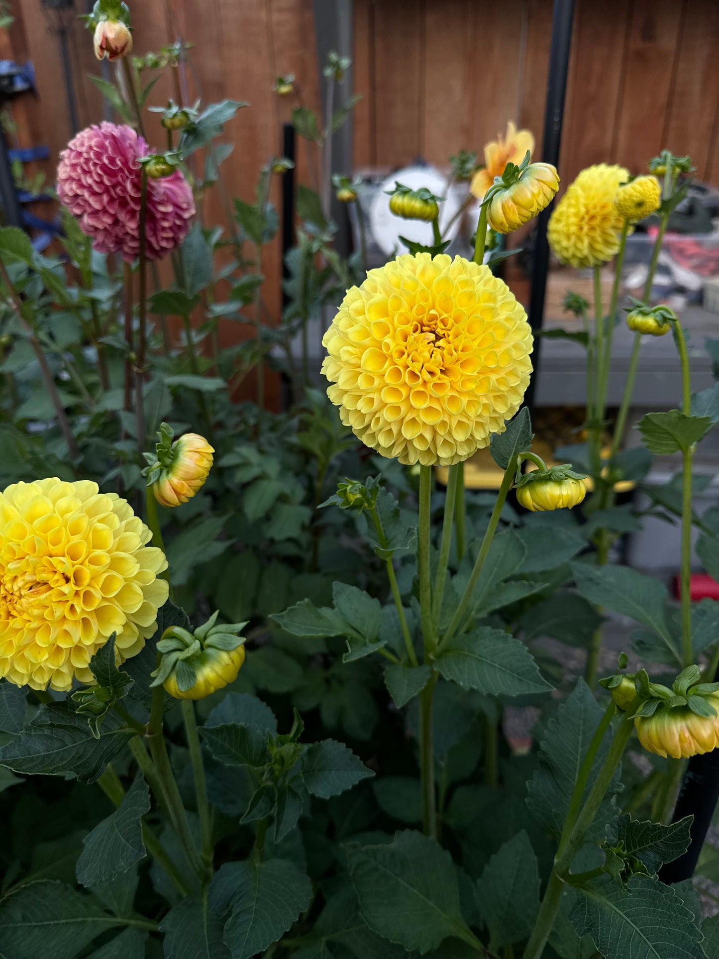 SB Ora Dahlia Tuber