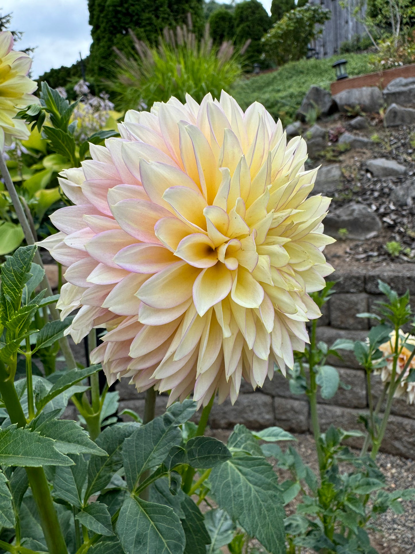 Bloomquist Blush Dahlia Tuber