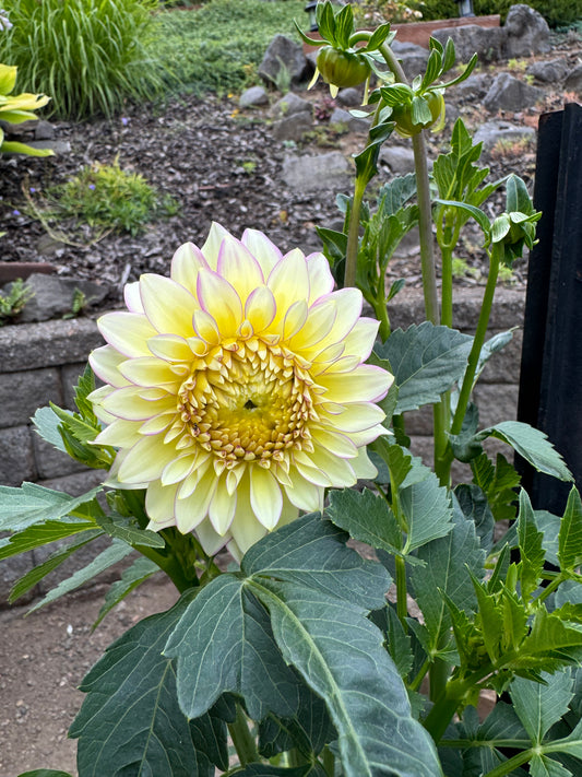 Bloomquist Blush Dahlia Tuber